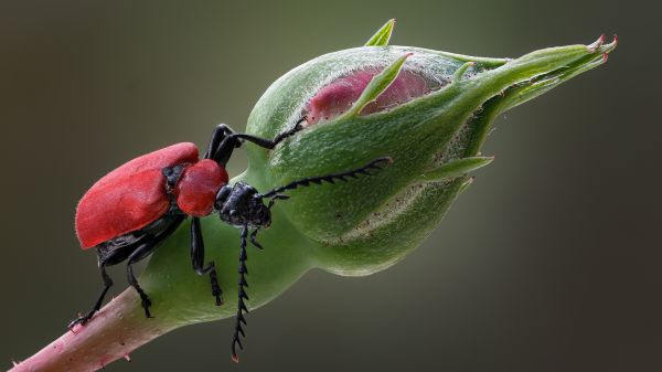 scarafaggio,insetto,macro,natura,profondità di campo,fiori