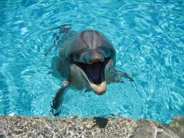 mer,eau,sous-marin,souriant,dauphin,la biologie