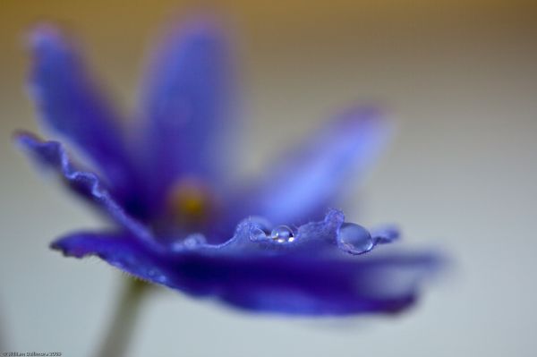 acqua,fotografia,avvicinamento,macro,viola,blu