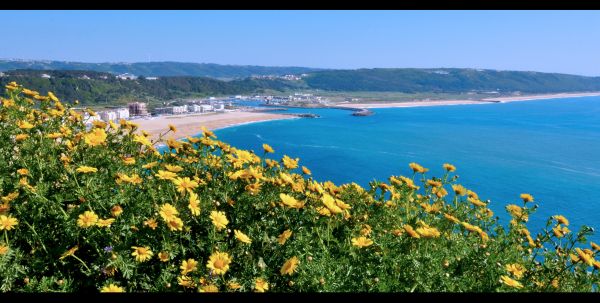 fleurs,la nature,blond,mer,baie,brunette