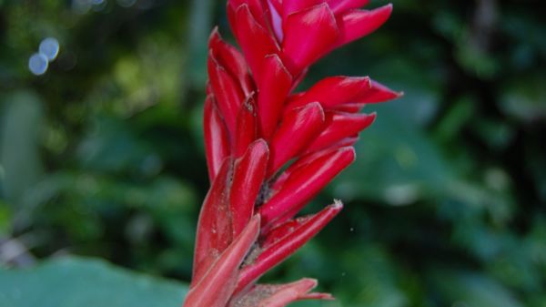 tropical flower,pemandangan,Saipan,pertunjukan intip,cnmi,pemandangan