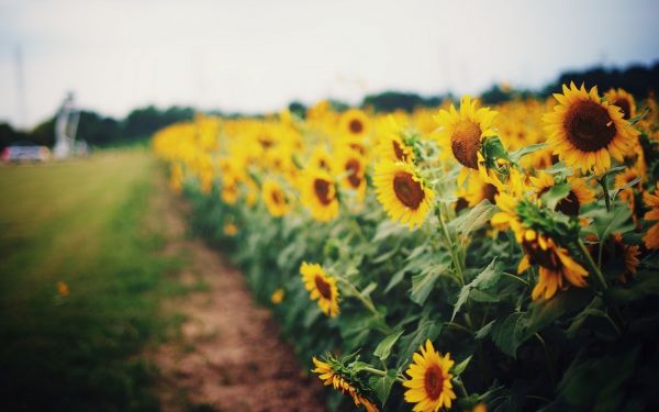 sunlight,nature,grass,field,yellow,autumn