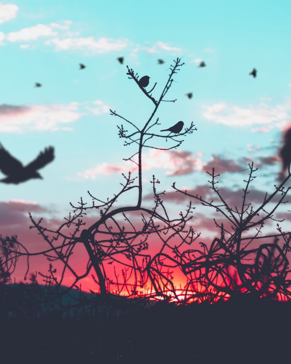 des oiseaux, branches, silhouette, ciel