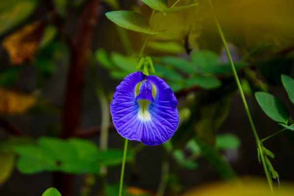 자연,Butterfly pea,푸른,식물,보케,꽃들