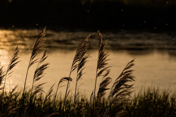 światło słoneczne,zachód słońca,Natura,odbicie,trawa,niebo