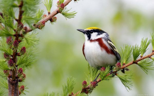 1920x1200 px,naturaleza,animales,pajaro,rama