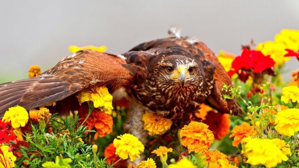 Vögel,Blumen,Raubvogel,Adler,Schnabel,Ringelblumen