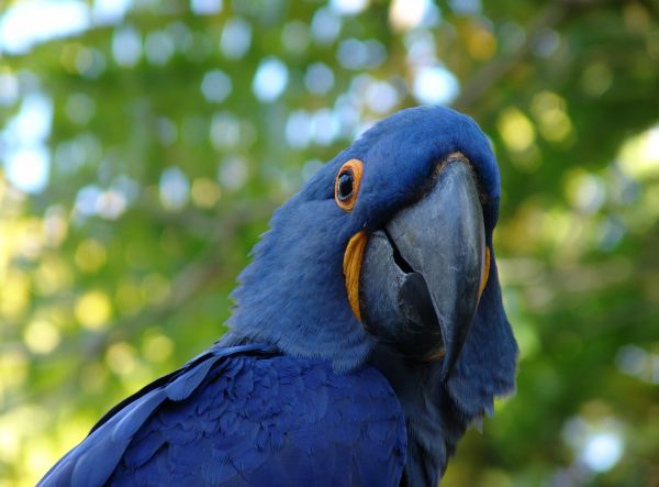 Pássaros,Animais,natureza,azul,animais selvagens,papagaio