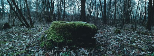 döda träd,skog,landskap,löv,mossa,6464x2368 px