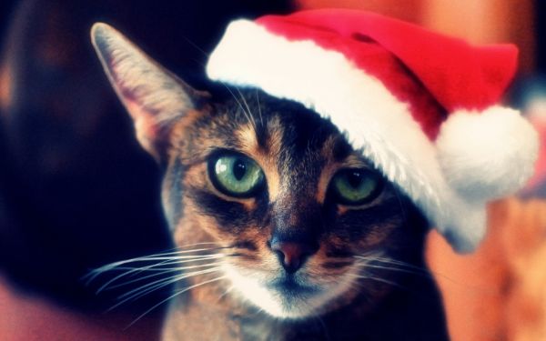 1680x1050 px,cats,eyes,face,animals,Christmas