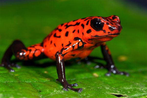 animaux, la nature, vert, grenouille, amphibie, faune