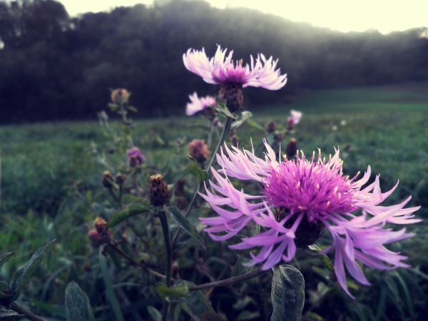 Natur,Gras,Blumen,Nahansicht,blühen,lilane Blumen