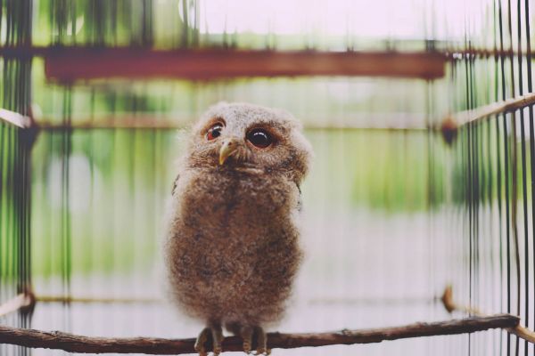 faune,oiseau de proie,hibou,des oiseaux,animaux,la nature