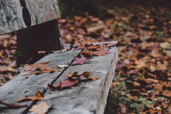 autunno, le foglie, natura, foglie cadute, legna, panchina