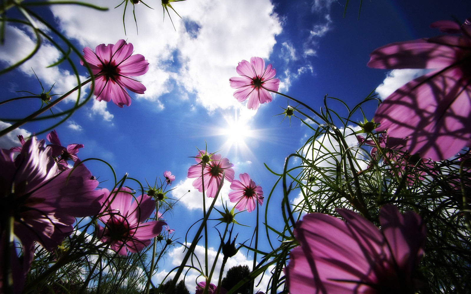 2560x1600 px, Kosmos-Blume, Blumen, Natur, pinke Blumen, Sonne, Würmer Augenblick