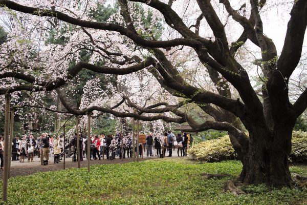 Japon,branche,fleur de cerisier,fleur,printemps,Leica