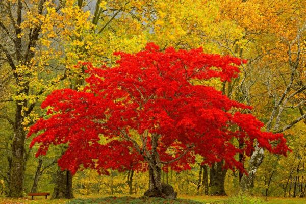 einzigartig,Baum,rot,Herbst