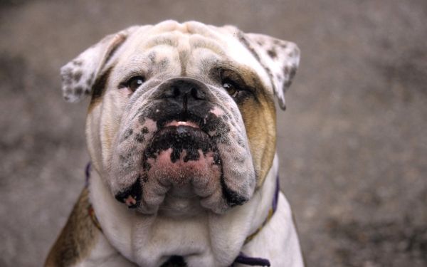 branco,cachorro,buldogue,velho,mamífero,vertebrado