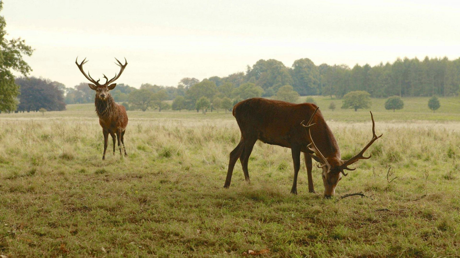 rusa, hewan, alam, margasatwa, rusa besar, impala, kijang, padang rumput, padang rumput, Safari, kawanan, padang rumput, polos, fauna, binatang menyusui, padang rumput, ekosistem, savana, ternak seperti mamalia, hewan beban, penggembalaan, hartebeest