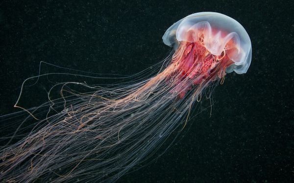 動物,水中,クラゲ,生物学,海の生物,中国