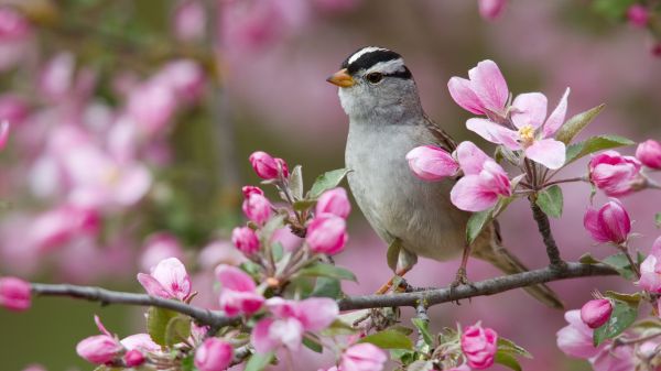 fiori,fioritura,passero,uccello,rami