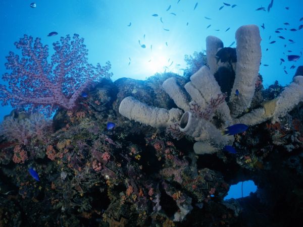 mare,creatura,natura,pesce,subacqueo,corallo