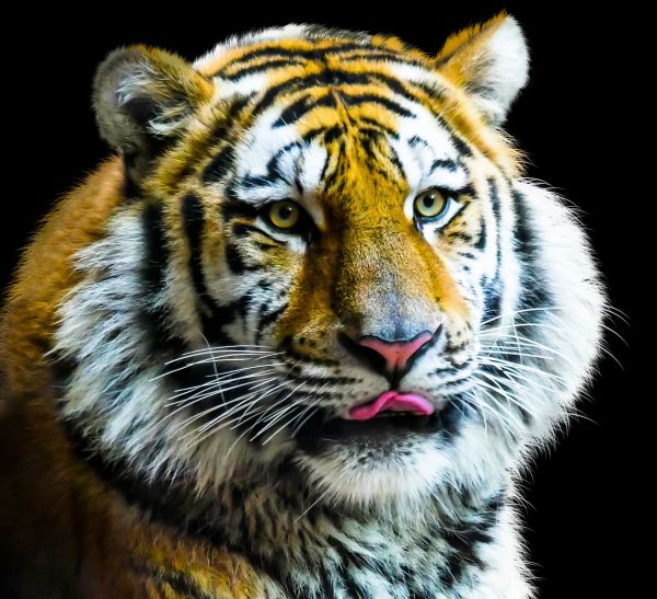 bengal tiger,sibirske tigeren,tiger,felidae,kjøtteter,natur