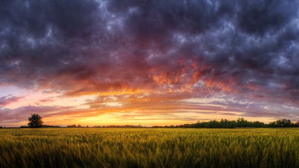 lumière du soleil,paysage,le coucher du soleil,la nature,ciel,herbe