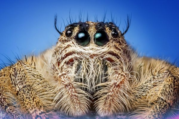 eyes,spider,insect,close up