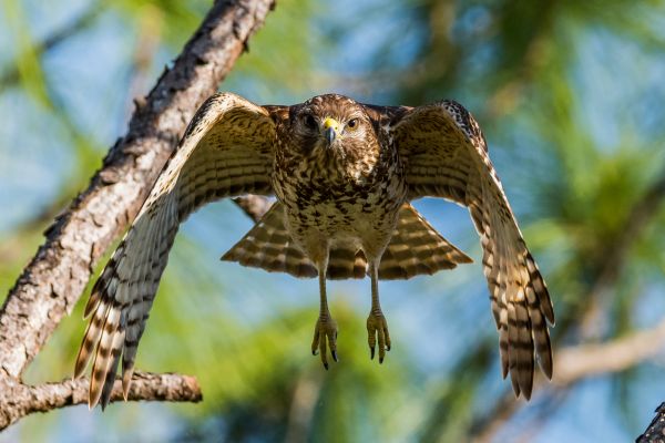 birds, nature, outdoors, branch, wildlife, bird of prey