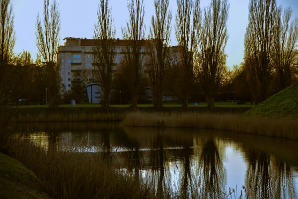 sunlight,trees,landscape,lake,water,nature