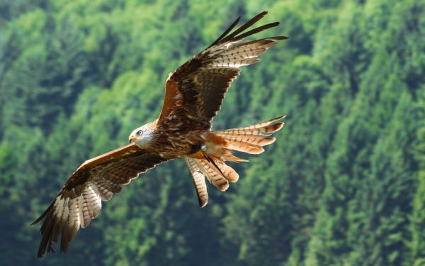 Tierwelt,Raubvogel,Adler,Weißkopfseeadler,Schnabel,Fliege