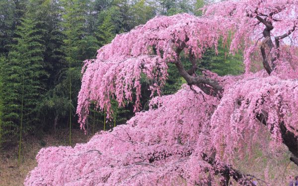 albero,fioritura,primavera,fiore