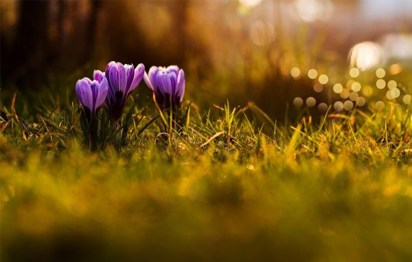 sollys, dybdeskarphed, blomster, natur, græs, solnedgang