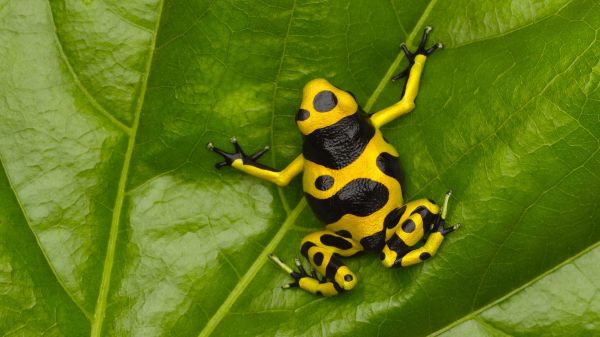 animaux, la nature, feuilles, noir, les plantes, insecte