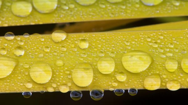 la photographie,eau,fermer,vert,jaune,pollen