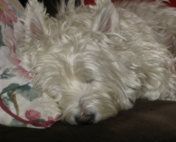 Hund wie Säugetier,Hund,West Highland White Terrier,Hunderasse,Hunderasse Gruppe,Terrier