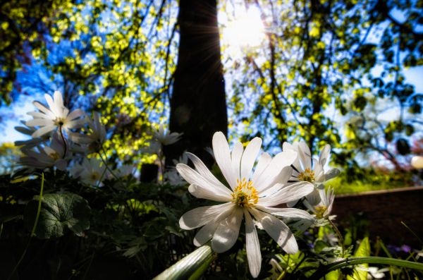 Se,Soleil,fleur,Sol,printemps,Suède