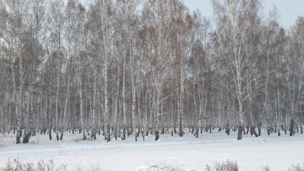 natureza,Árvores,bétula,neve