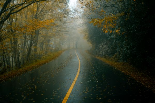 foliage,fall,nature,road,dark,mist