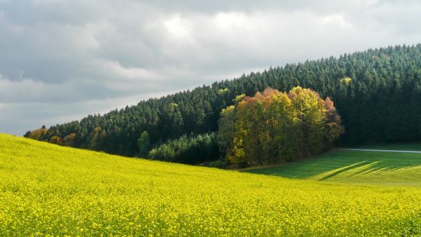 lumière du soleil,paysage,colline,la nature,aliments,herbe