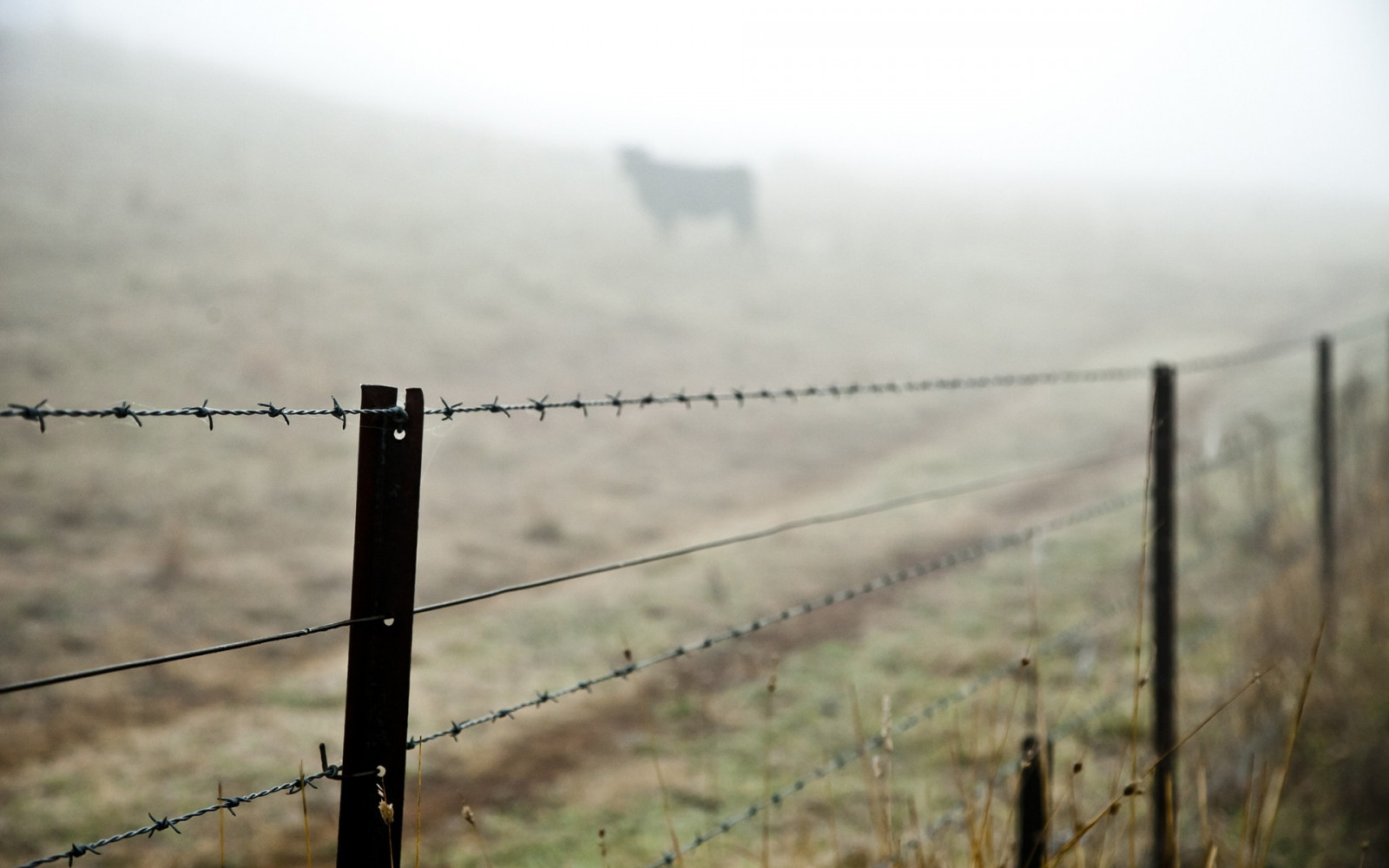 Sonnenlicht, Stacheldraht, Gras, Morgen, Zaun, Elektrizität, Wolke, Nebel, Wetter, Linie, Atmosphärisches Phänomen, Außenstruktur, Drahtzäune, Freileitung, Hauszäune