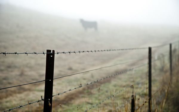 Stacheldraht,Gras,Zaun,Sonnenlicht,Morgen,Elektrizität