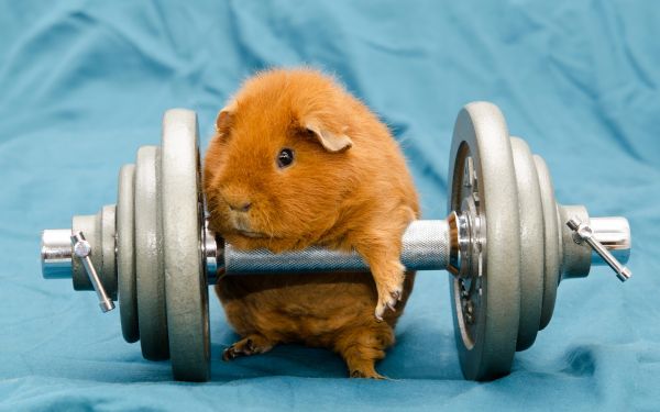 dieren, humor, sportscholen, dumbbells, cavia's, uitwerken