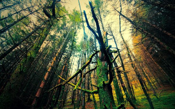 luce del sole, alberi, paesaggio, foresta, natura, riflessione