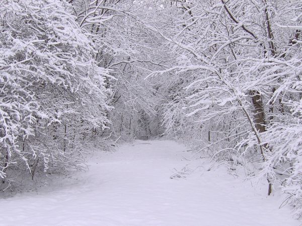 sky,snow,trees,landscape,forest,monochrome