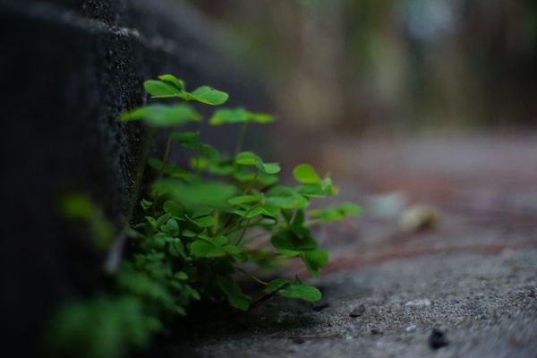 bitki,terrestrial plant,ahşap,Ot,yol yüzeyi,asfalt