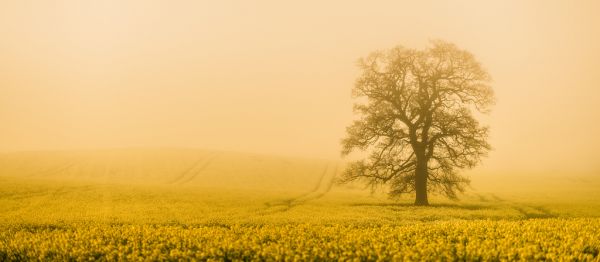 Nikon,85mm,żółty,Kumbria,wieloryb,D800