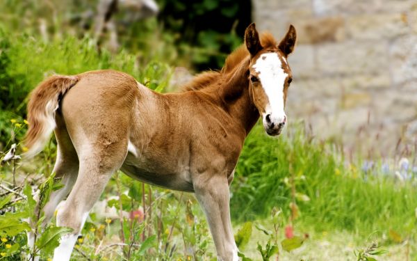 caballo,ganado,césped,fauna silvestre,Potro,pastar