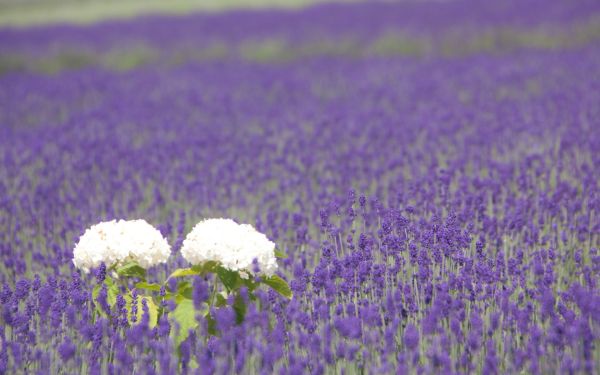 césped,campo,lavanda,flor,hortensia,nitidez